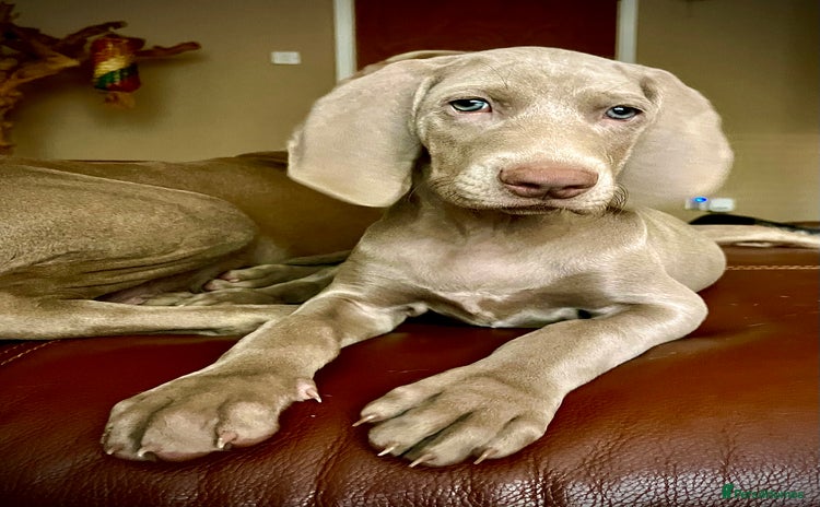 Weimaraner dogs - Advert 6