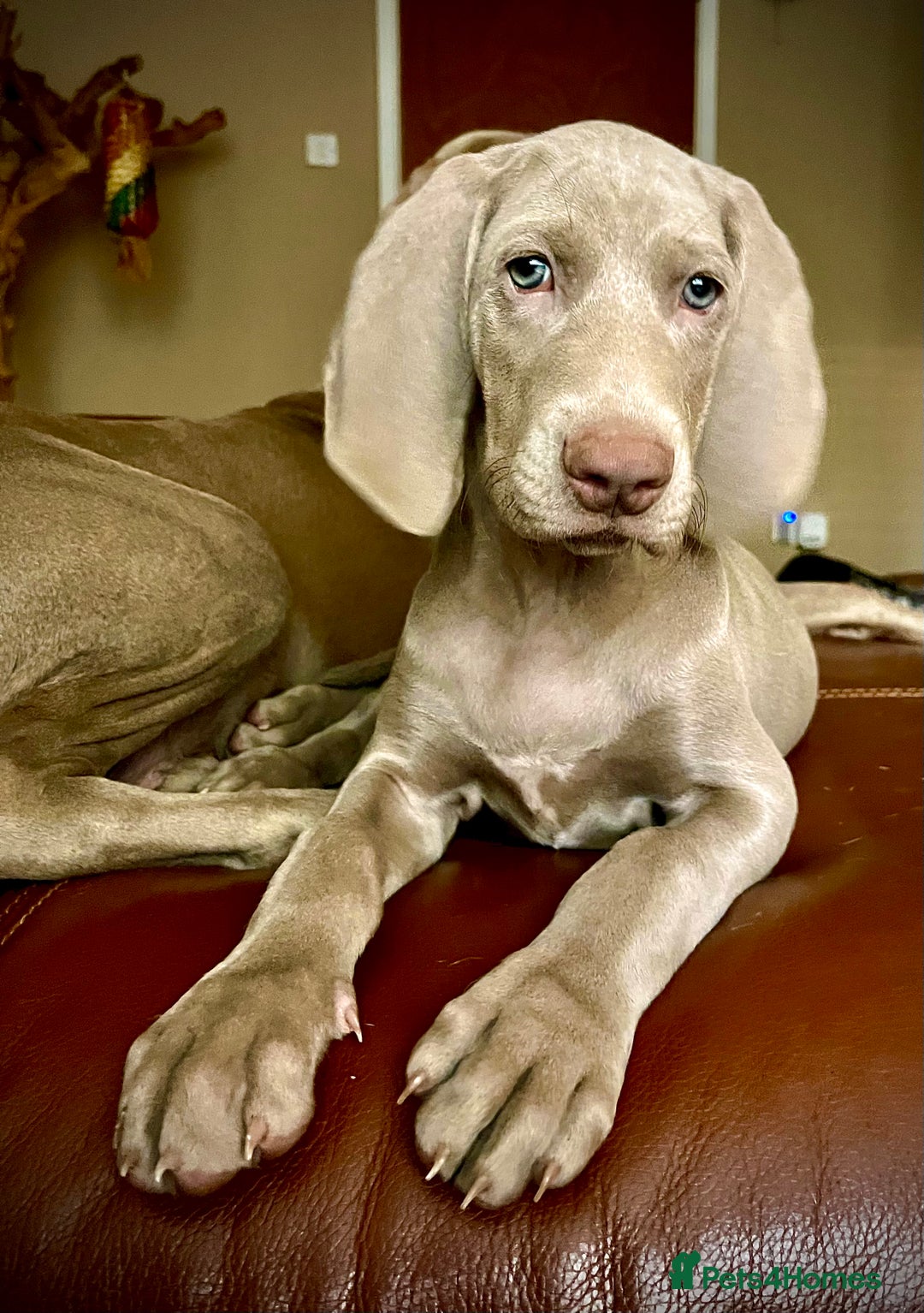 Weimaraner dogs for sale: Weimaraner litter - Image 1
