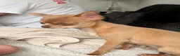 Chihuahua dogs for sale: Female chihuahua  - Advert 5