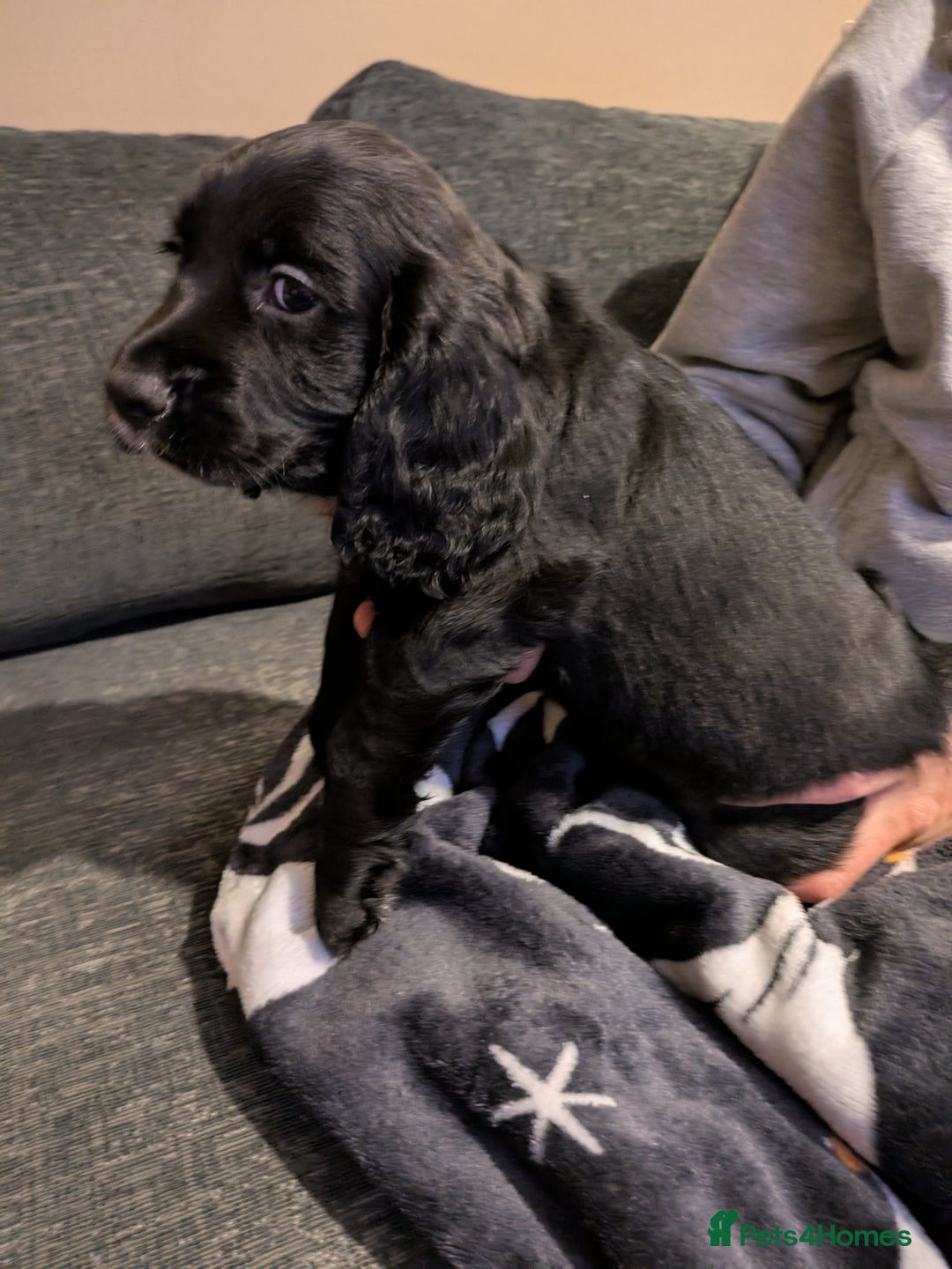 Cocker Spaniel dogs for sale: Beautiful cocker spaniel pups - Image 7