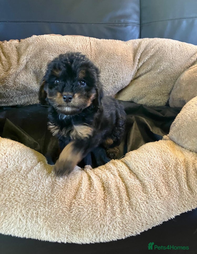 Cockapoo dogs Cockapoos 1 left  - Advert 14