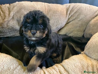 Cockapoo dogs Cockapoos 1 left - Advert 14