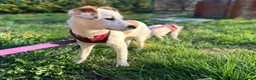 Mixed Breed dogs for adoption: ❤️🐶 AISY & BASIA –TWO LITTLE SUNBEAMS TOGETHER in Burton-on-Trent - Advert 12