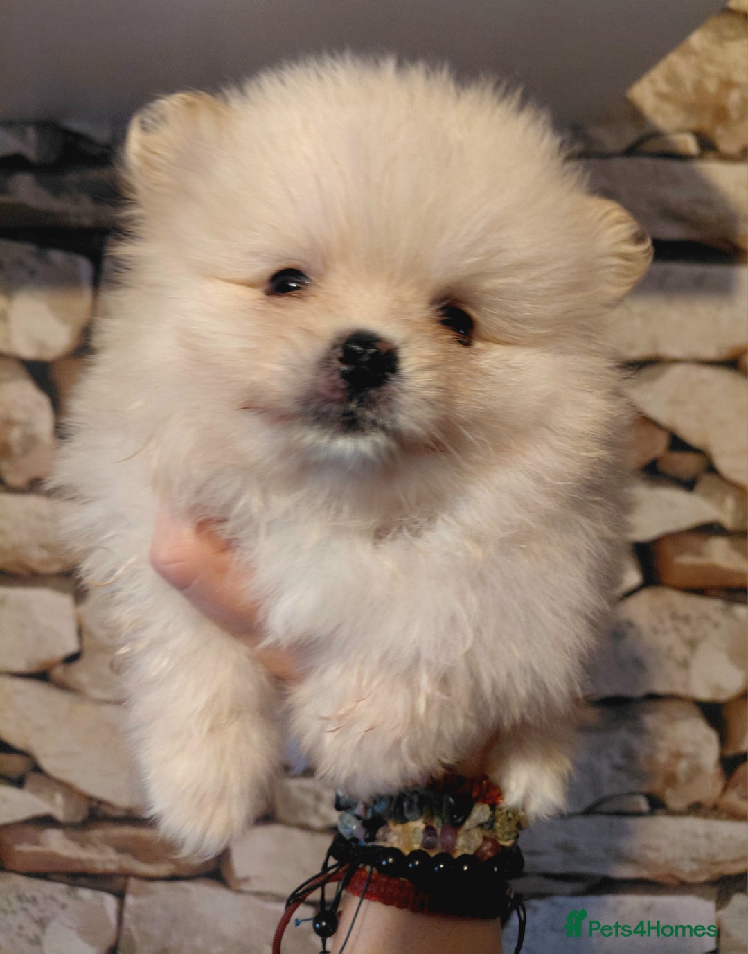 Pomeranian dogs for sale: Pomeranian puppies  - Advert 36