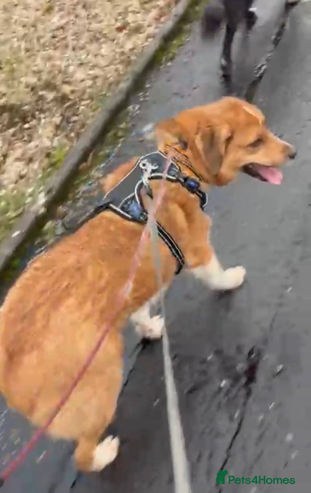 Mixed Breed dogs for adoption: Meet Bella, currently residing in Falkirk  - Advert 5