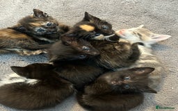 Mixed Breed cats for sale: 6 beautiful kittens ready now (4 left) - Image 6
