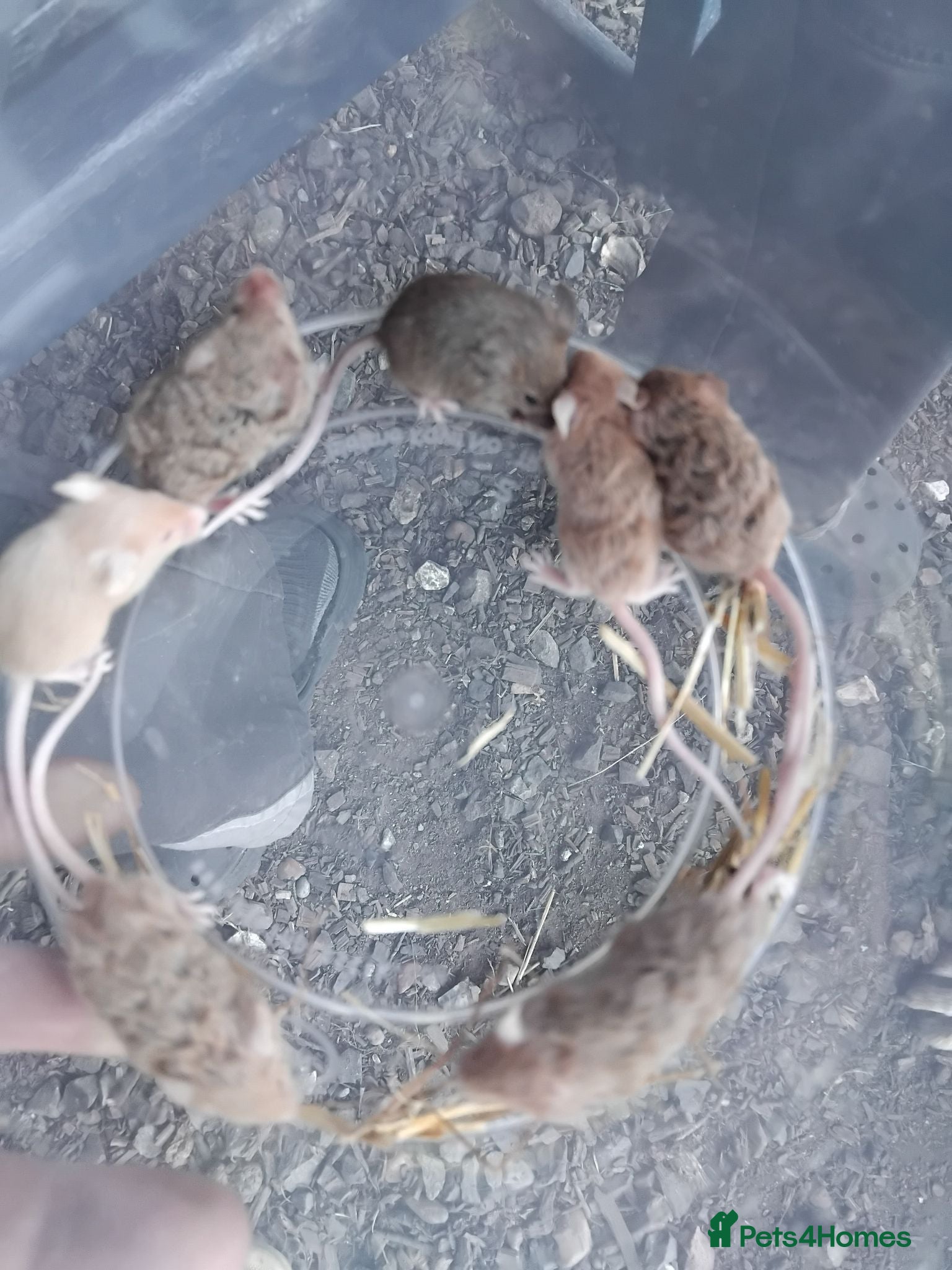 Mouse rodents Gorgeous friendly mice  - Advert 5