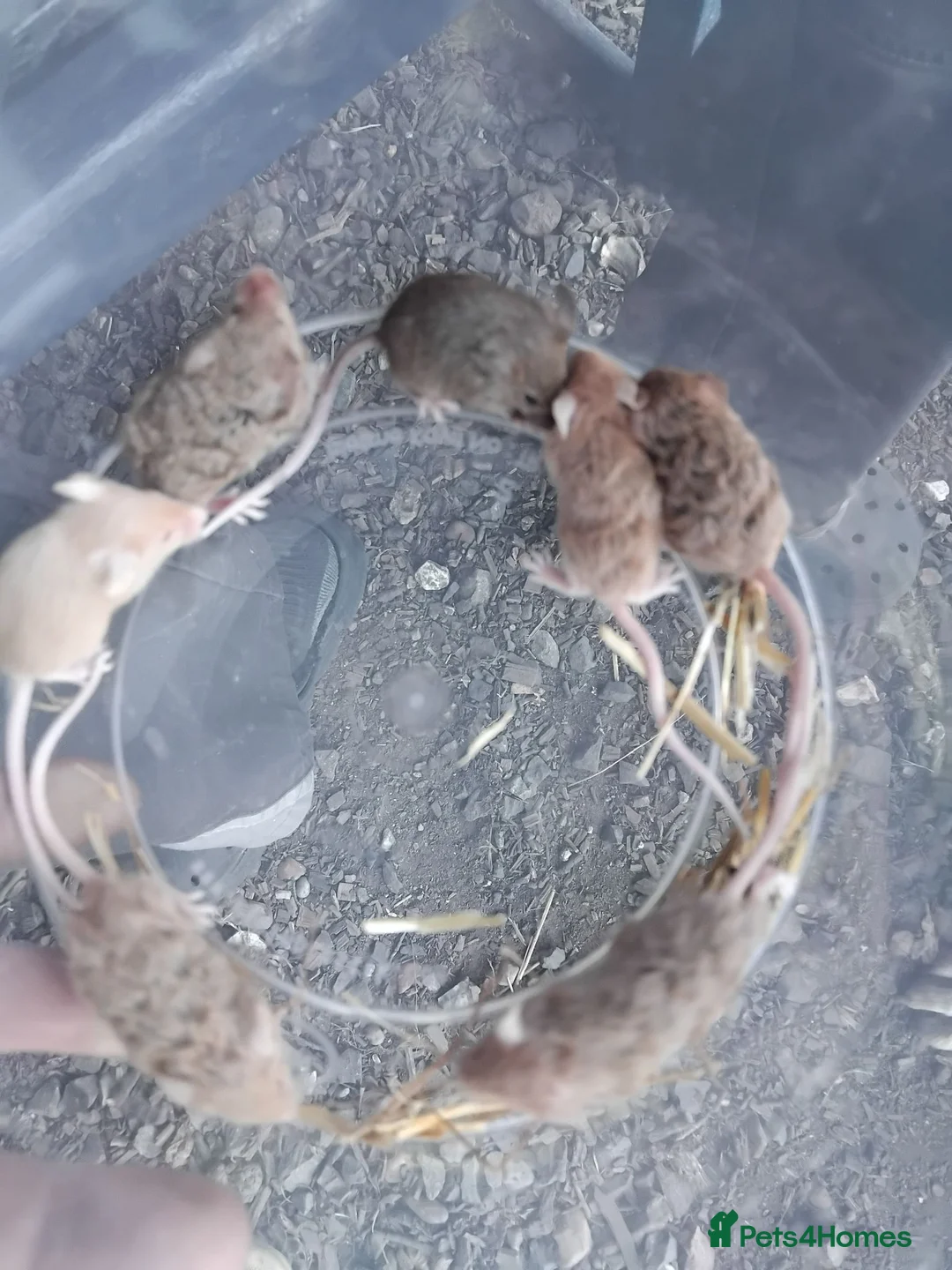Mouse rodents for sale: Gorgeous friendly mice  - Advert 1