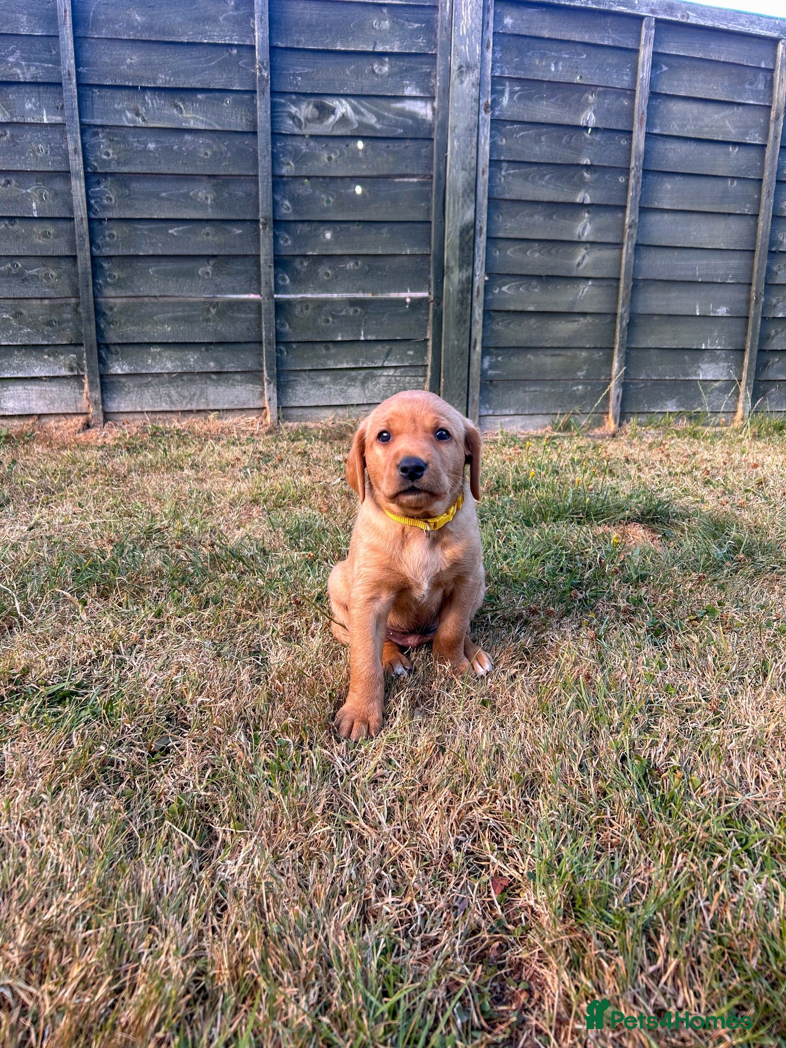 Labrador Retriever dogs Two pups left-KC Reg, black bitch and red dog - Advert 6