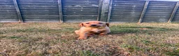 Labrador Retriever dogs for sale: ONE PUP LEFT-KC Reg, Red fox boy - Advert 4