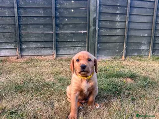 Labrador Retriever dogs Two pups left-KC Reg, black bitch and red dog - Advert 1