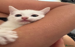 Ragdoll cats for sale: Rag doll x  - Image 5