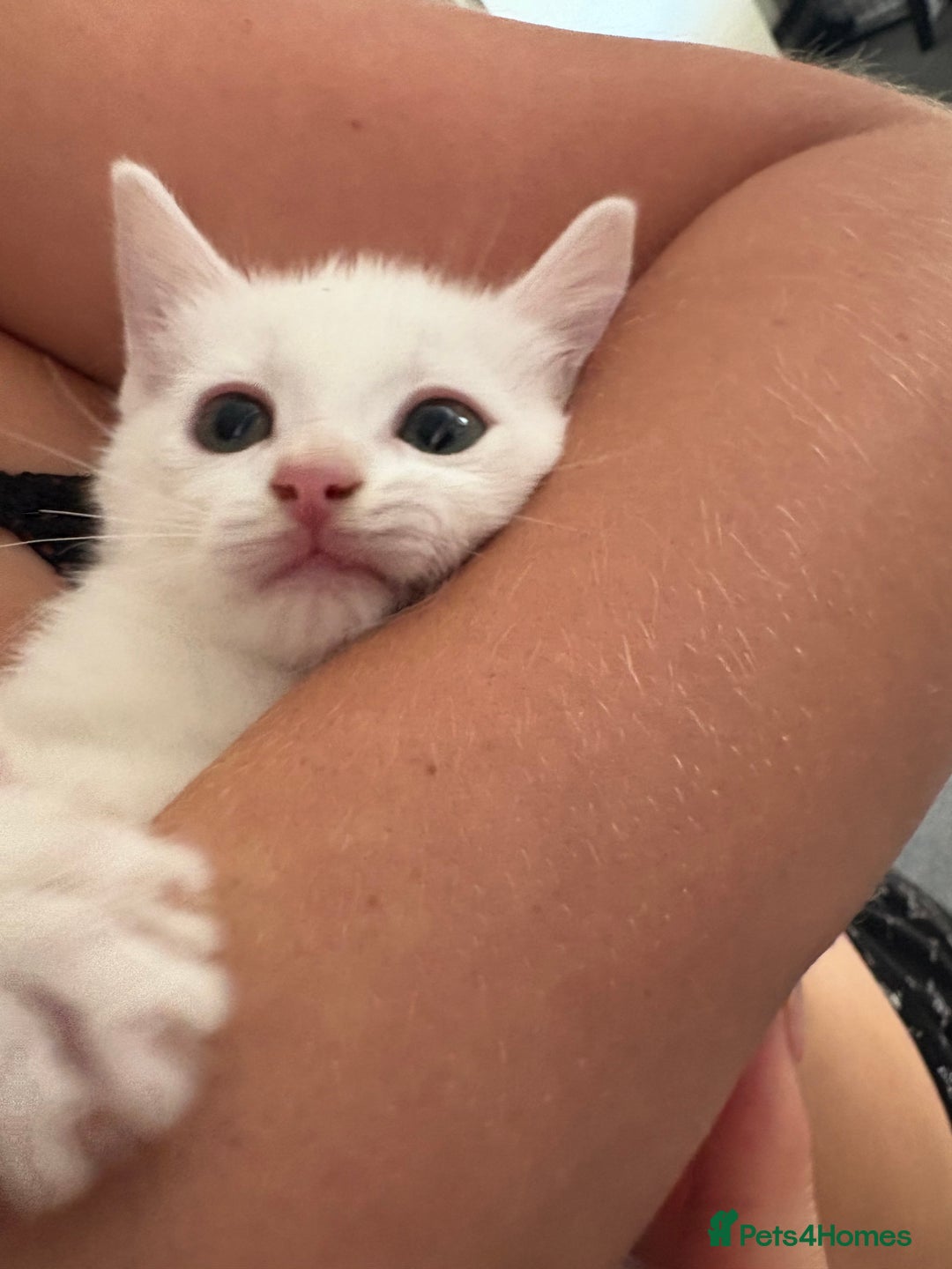 Ragdoll cats for sale: Rag doll x  - Image 5