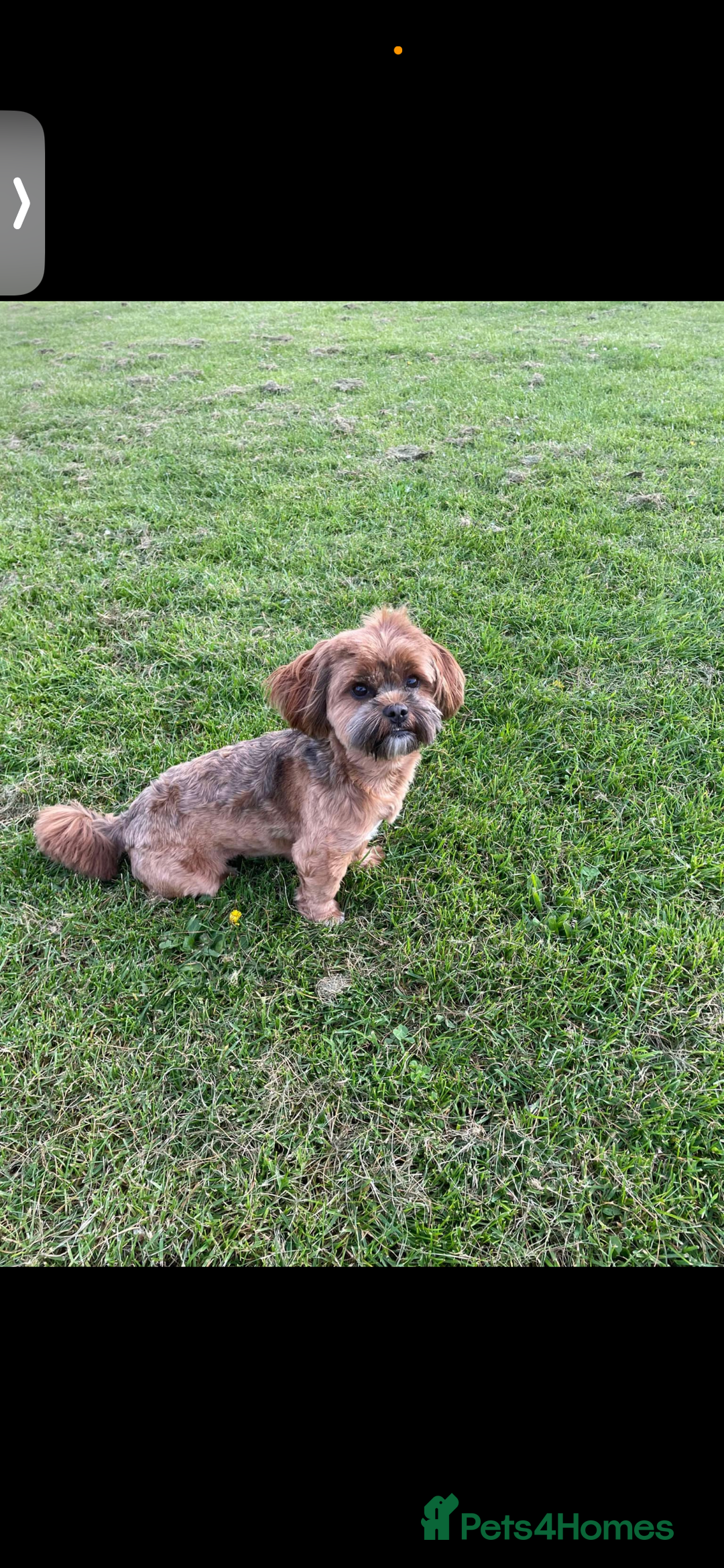 Shih Tzu dogs for sale: ✨ Exceptional Shih Tzu Puppies – Available✨ - Advert 9