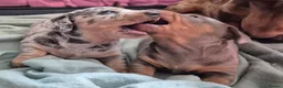 Miniature Dachshund dogs for sale: 2 beautiful miniature dachshund pups - Advert 15