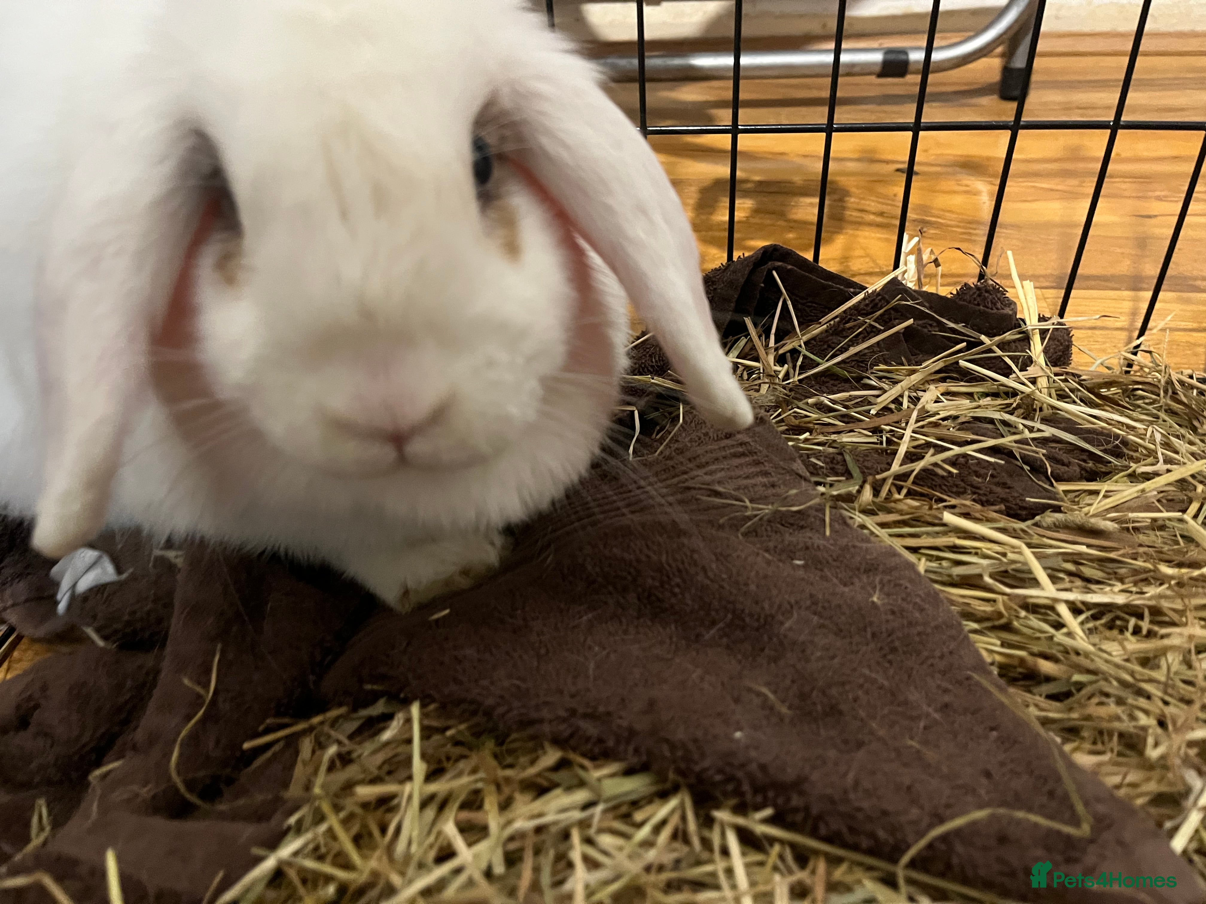Mini Lop rabbits White rabbit  in Ipswich - Advert 1