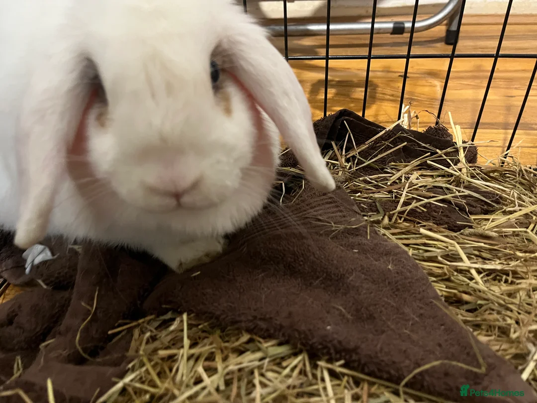 Mini Lop rabbits for sale: White rabbit  in Ipswich - Advert 1