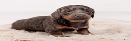 Miniature Dachshund dogs for sale: Mini dachshunds - Advert 3