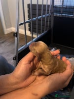 Cockapoo dogs - Advert 1