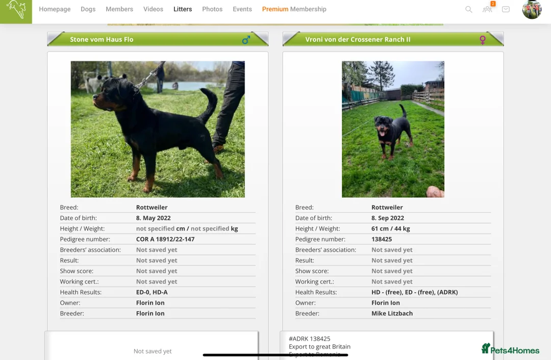 Rottweiler dogs for sale: Top German Rottweiler in Dudley - Advert 7