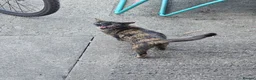 Mixed Breed cats for sale: Kitten - Advert 17