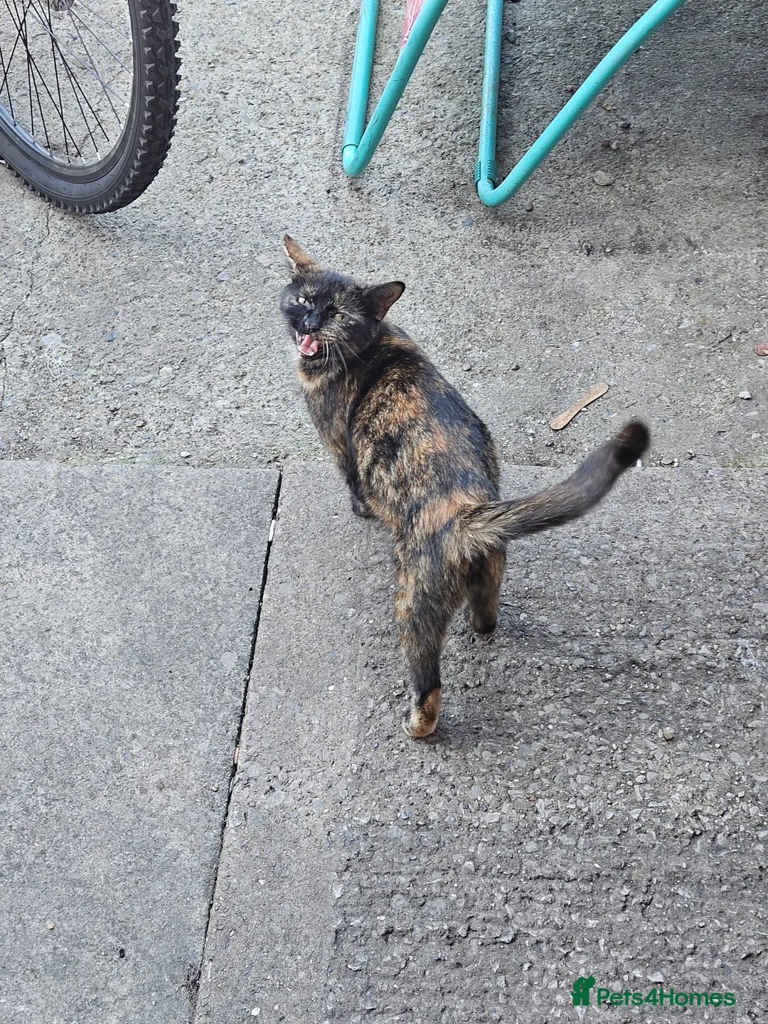 Mixed Breed cats for sale: Kitten - Advert 17