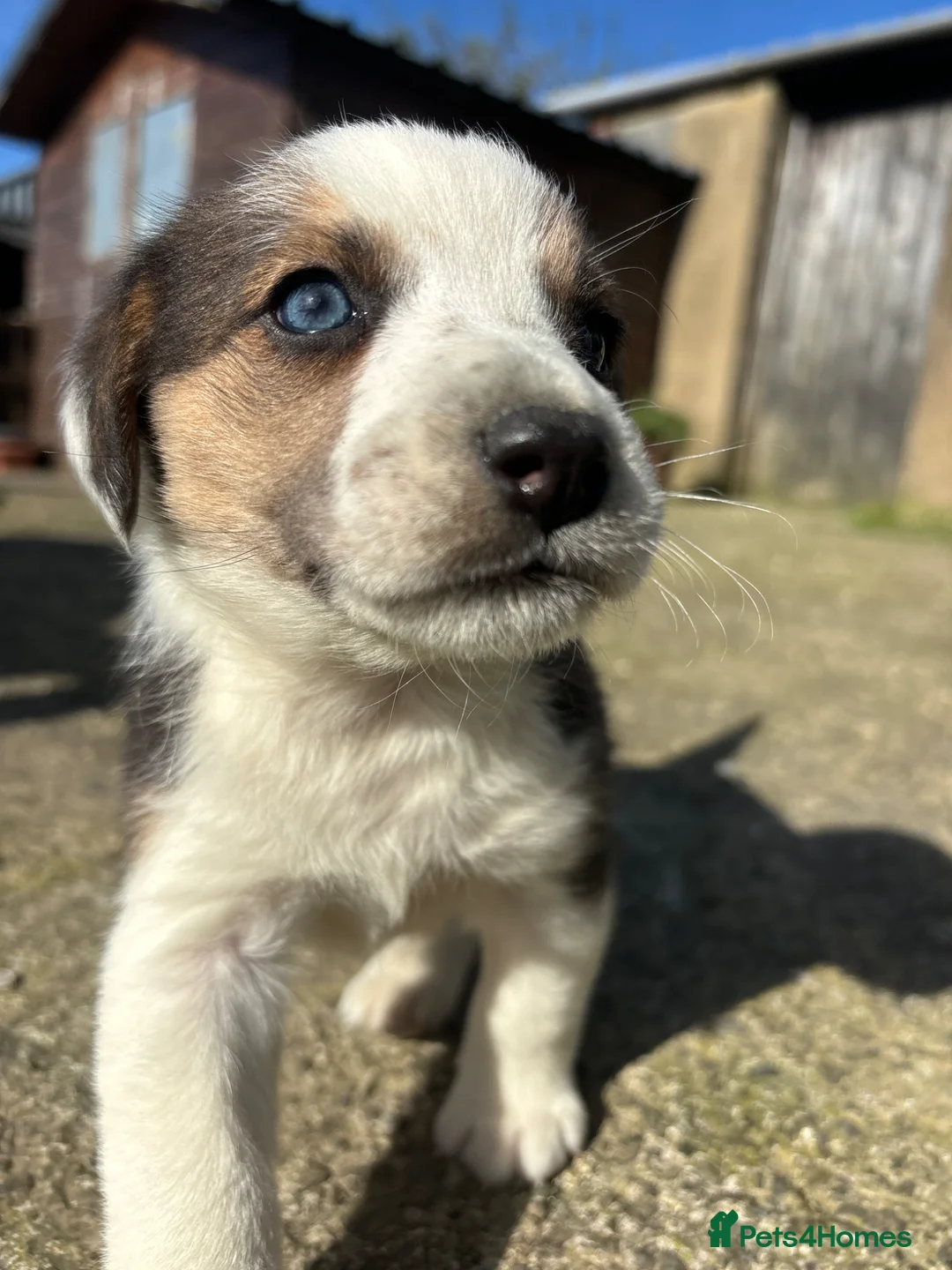 Mixed Breed dogs for sale: Beagle x Border Collie Pups - Advert 8