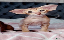 Oriental cats for sale: Stunning cinnamon spotted pedigree boy - Image 3