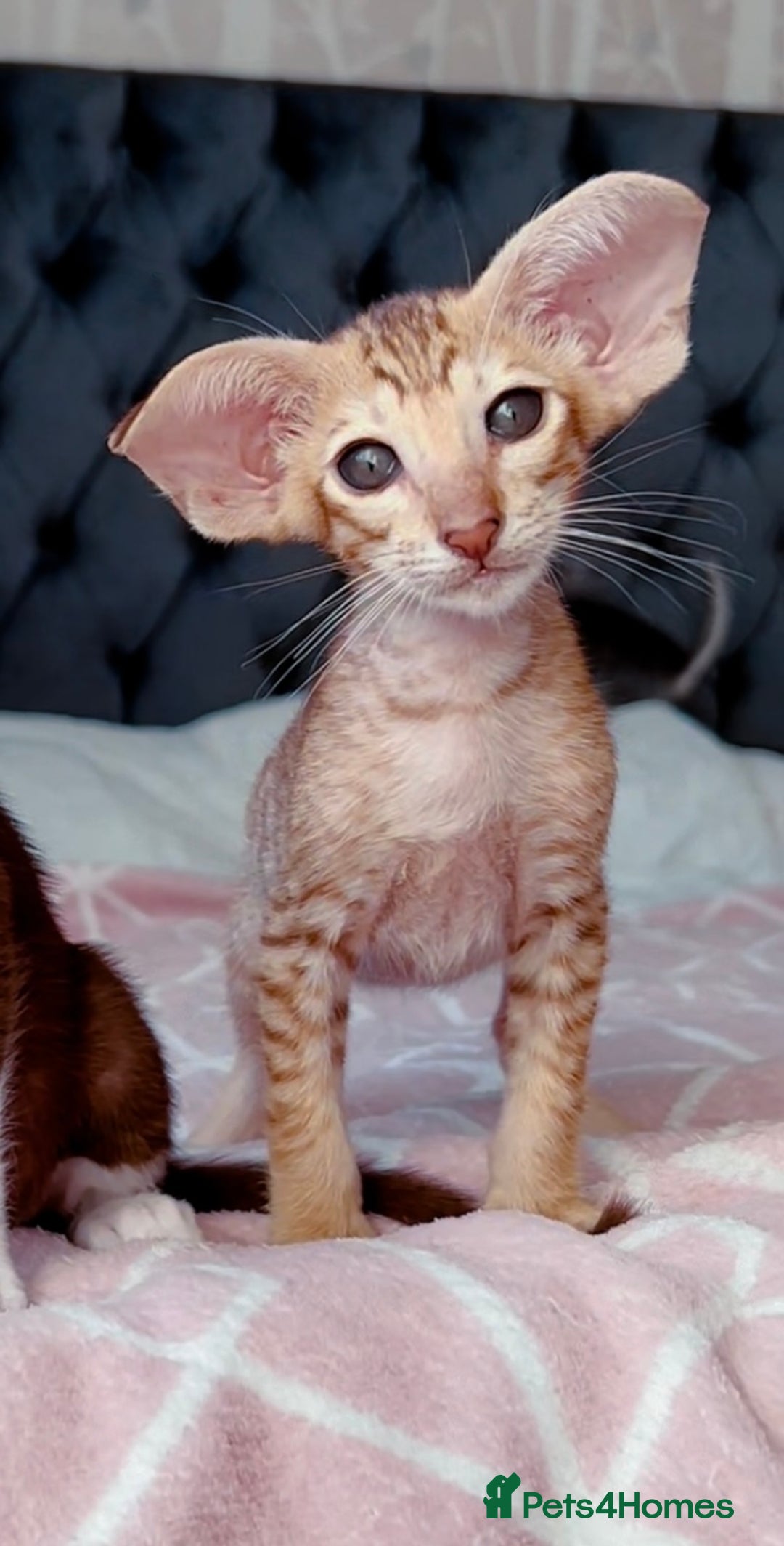 Oriental cats for sale: Stunning cinnamon spotted pedigree boy - Image 3
