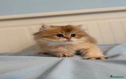 British Shorthair cats for sale: 🌟Purebred British Shorthair Golden Kittens🌟 - Image 15