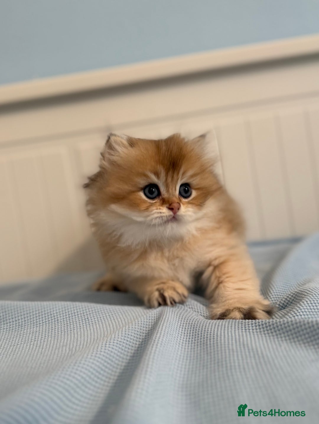 British Shorthair cats for sale: 🌟Purebred British Shorthair Golden Kittens🌟 - Image 15