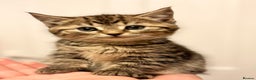 Savannah cats for sale: Stunning Savannah Cross kittens, ready now - Advert 5