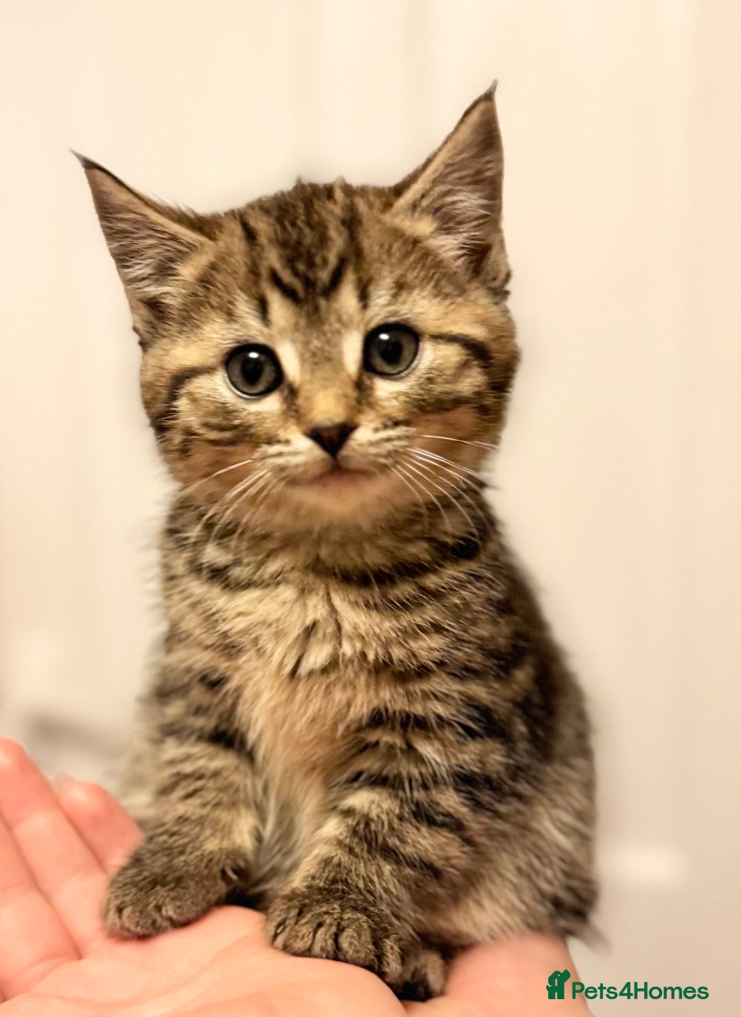 Savannah cats for sale: Stunning Savannah Cross kittens, ready now - Advert 5