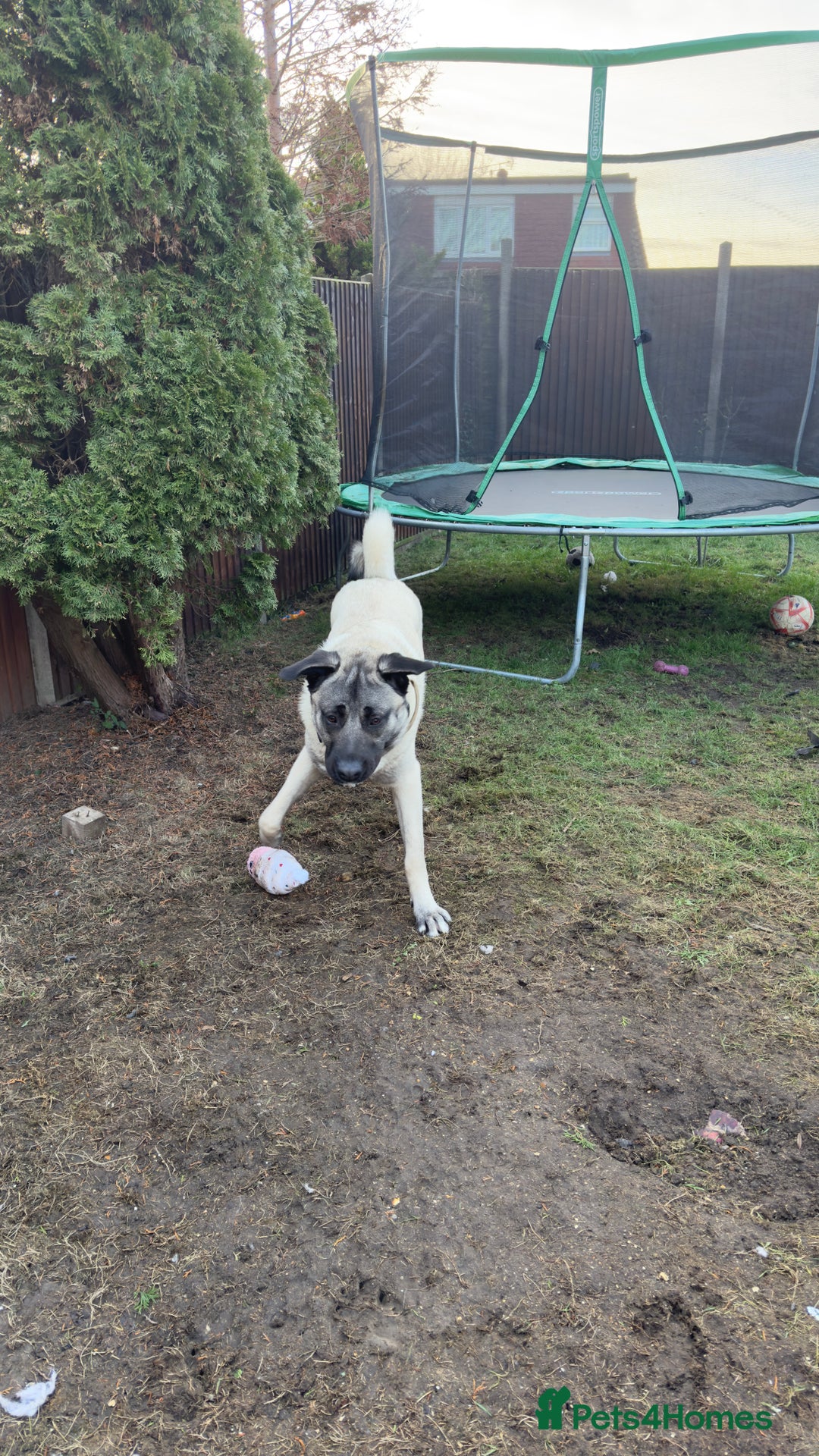 Turkish Kangal dogs for sale: Turkish kangal - Advert 4