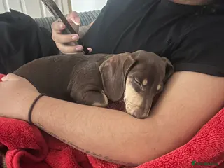 Dachshund dogs Milo - Advert 5