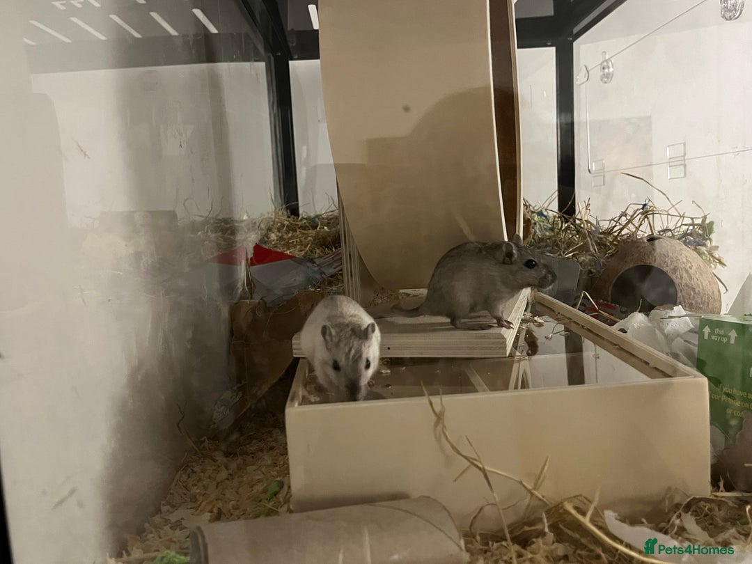Gerbil rodents for sale: Two male gerbils - Advert 3