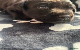 Labrador Retriever dogs for sale: 🐾 Beautiful Labrador Puppies🐾 - Image 14
