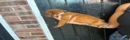 Dogue De Bordeaux dogs for sale: Dogue de Bordeaux Puppies - Advert 15