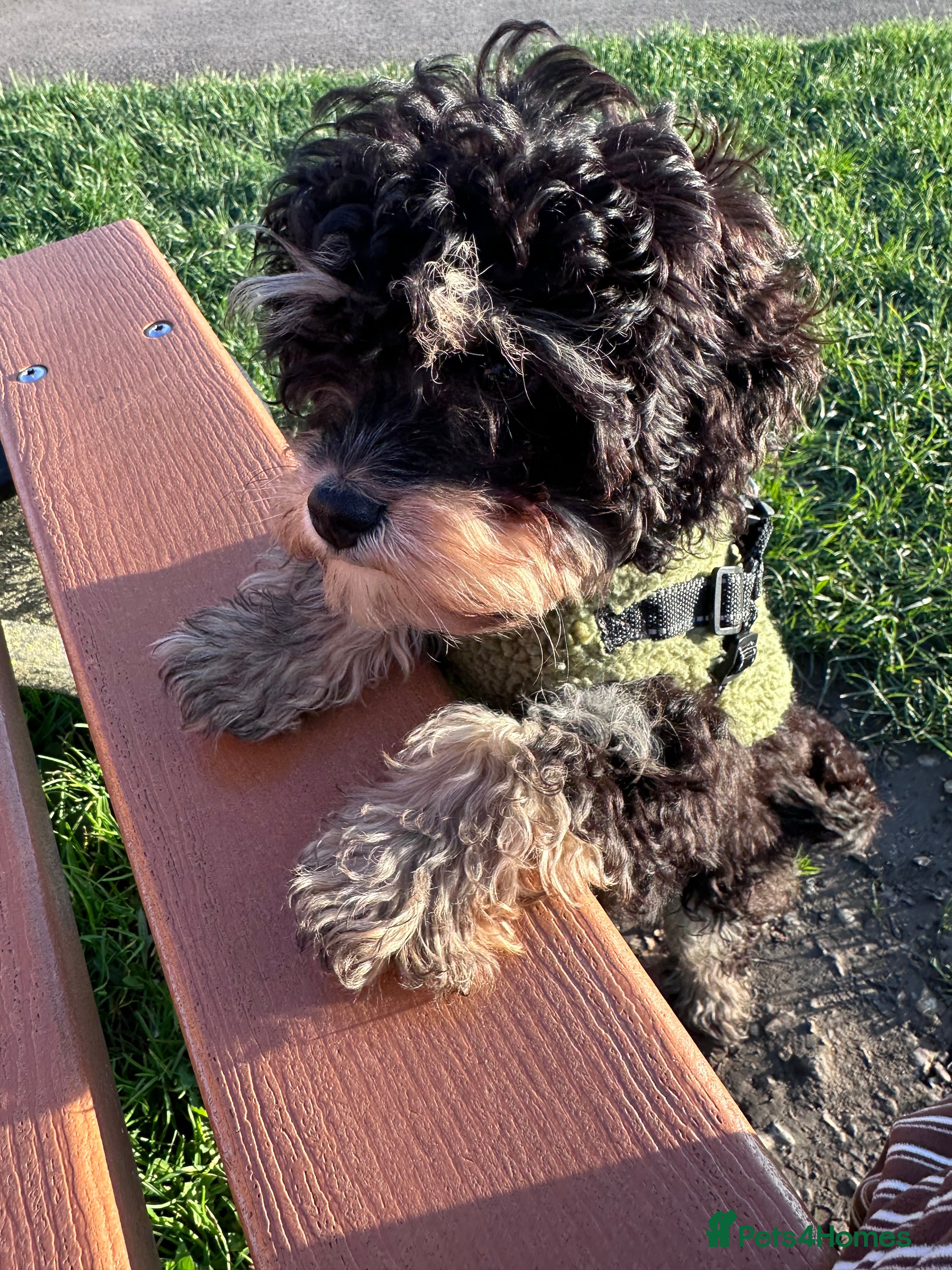 Cavapoo dogs Tri Cavapoo puppy  - Advert 1