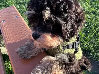 Cavapoo dogs Tri Cavapoo puppy - Advert 5