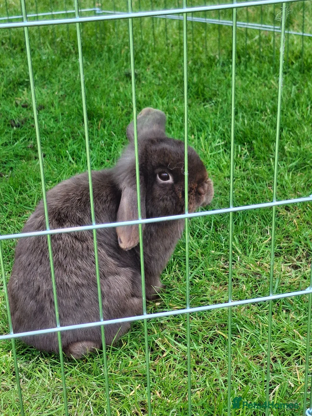 Mini Lop rabbits for sale: Chocolate Mini Lop Doe - Advert 4