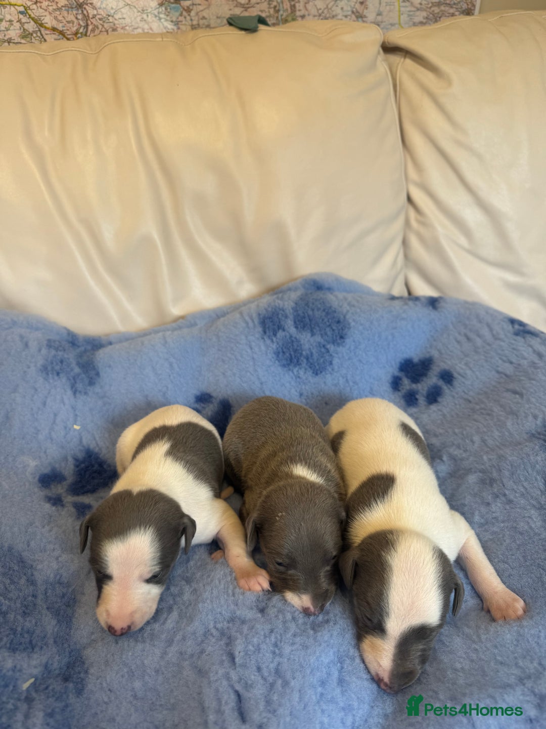 Whippet dogs for sale: KC Registered Blue Whippets - Image 6
