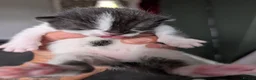 Mixed Breed cats for sale: Beautiful chunky kittens  - Advert 4