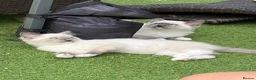 Ragdoll cats for sale: Blue pedigree Ragdoll kittens ready now..  - Advert 5
