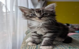 Maine Coon cats for sale: One Maine Coon silver tabby boy left. Ready now!  - Image 6