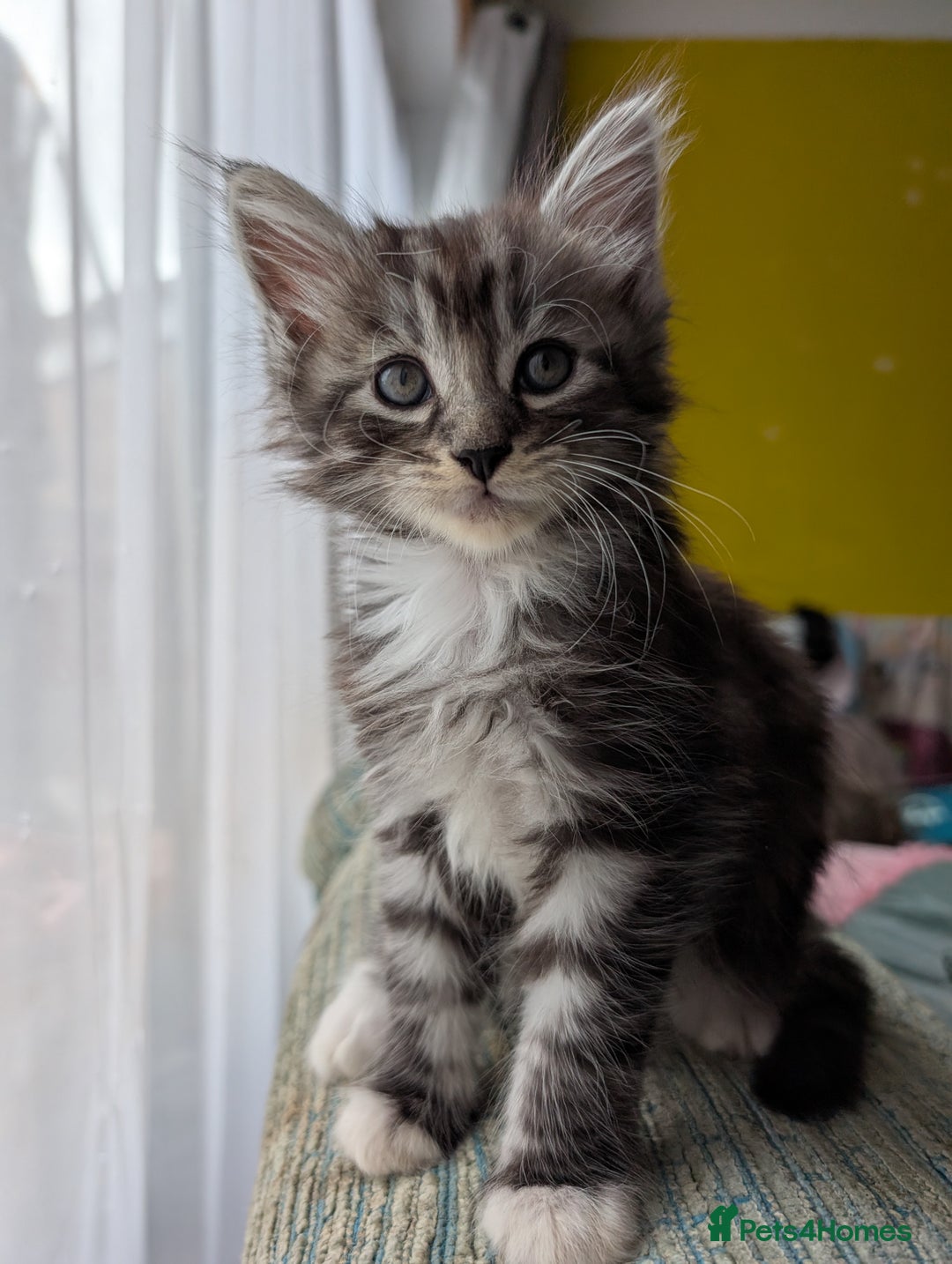 Maine Coon cats for sale: One Maine Coon silver tabby boy left. Ready now!  - Image 6