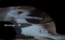 Mini Lop rabbits for sale: 6 beautiful mini lops, 3 girls 3 boys - Image 12