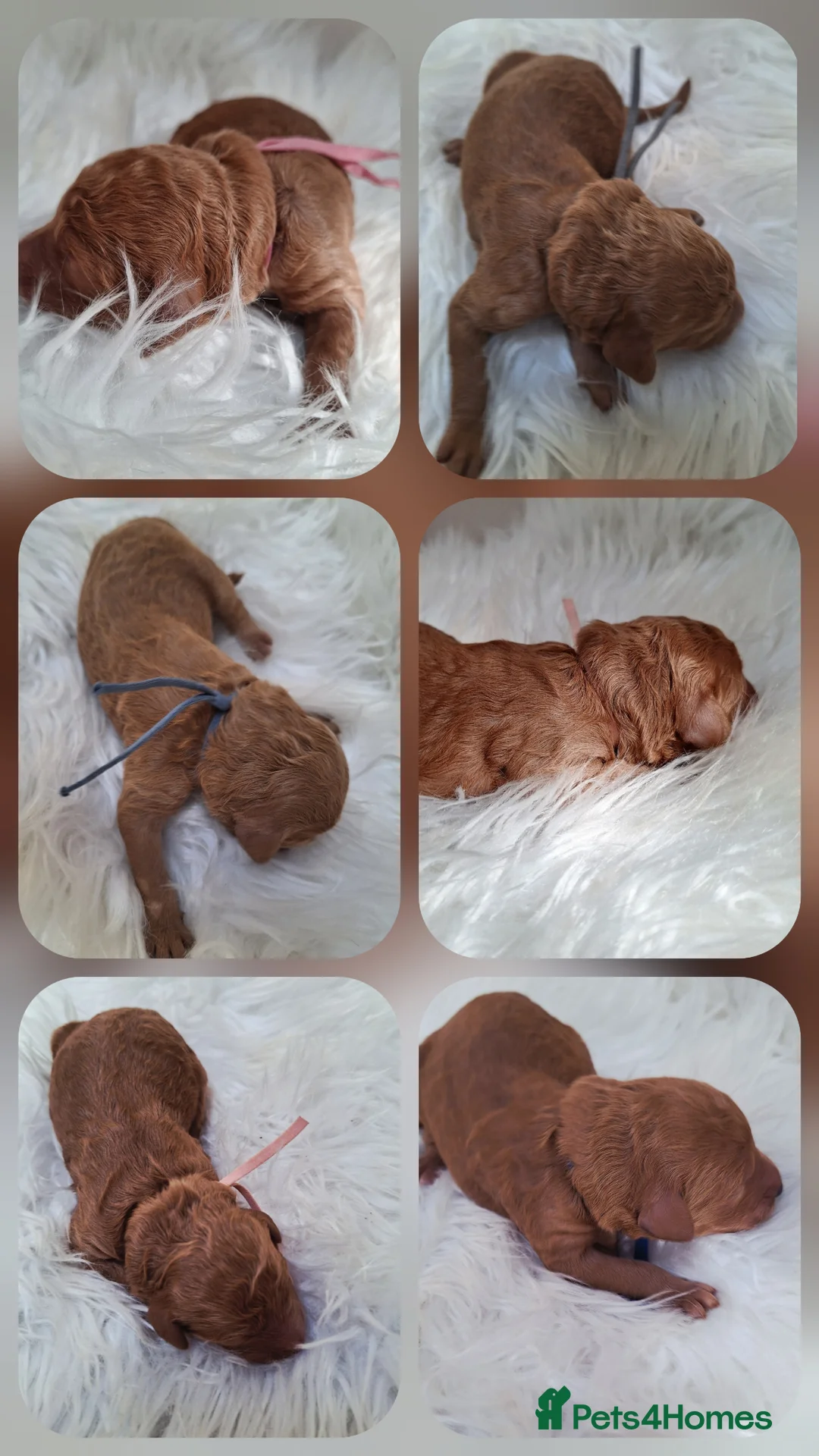 Standard Poodle dogs for sale: STANDARD POODLES.. - Advert 6