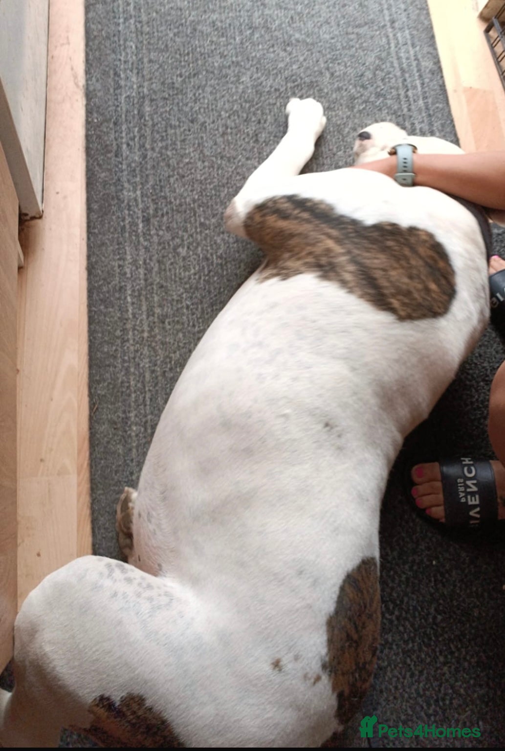 American Bulldog dogs Hawkeye needing a forever home  - Advert 1