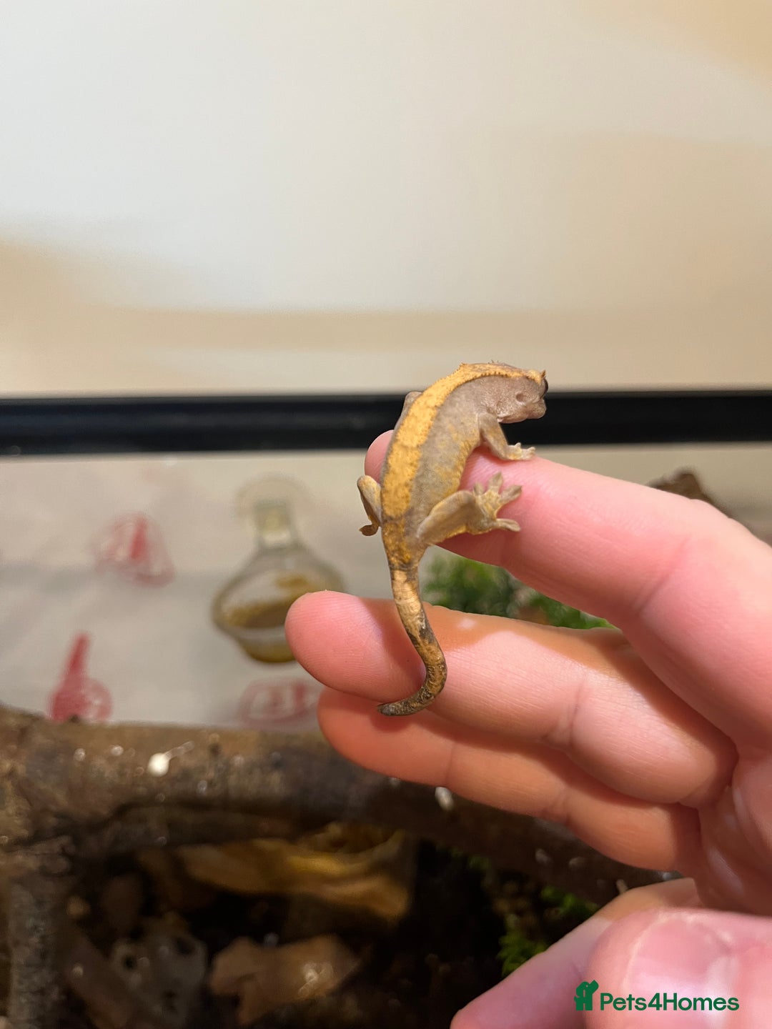 Gecko reptiles for sale: Crested gecko babies for sale  - Advert 11